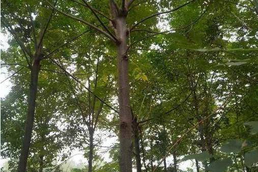 槭家系5號 槭家系5號