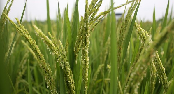 水稻生殖隔離