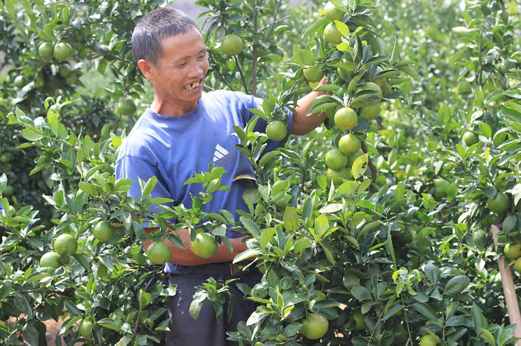 山瑤脆柑 山瑤脆柑