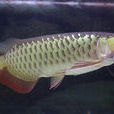 紅尾金龍魚 紅尾金龍魚
