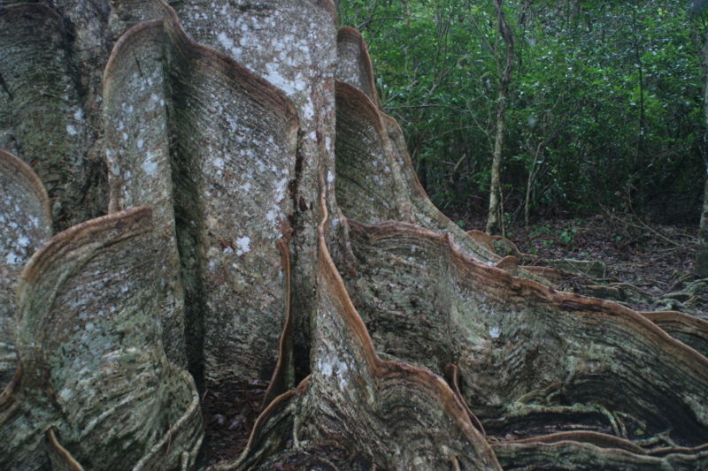 先島蘇木（樹齡400年高20米日本最大）