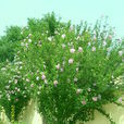 木芙蓉花(植物) 木芙蓉花(植物)