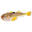 鰧(硬骨魚綱動物) 鰧(硬骨魚綱動物)