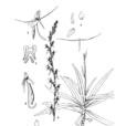 蓮座玉鳳花 蓮座玉鳳花