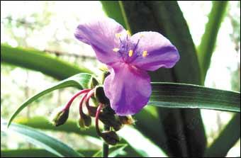 紫花鴨跖草