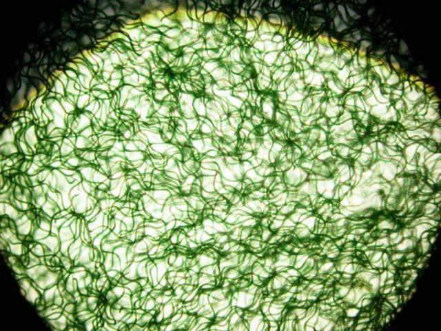 藻狀菌類 藻狀菌類