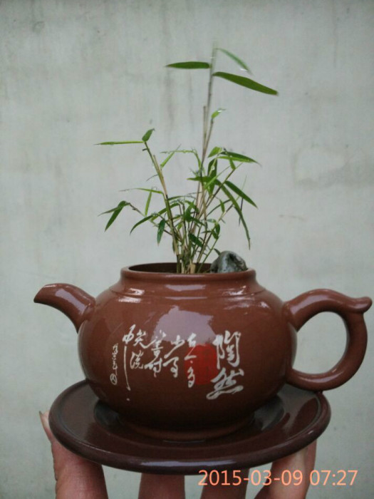 微笑竹 微笑竹