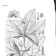 匍莖短筒苣苔 匍莖短筒苣苔