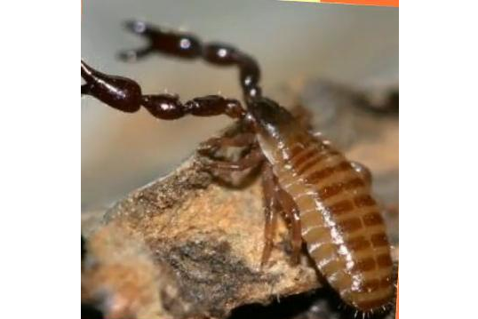 蟹形擬蠍 蟹形擬蠍