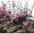山桃花 山桃花