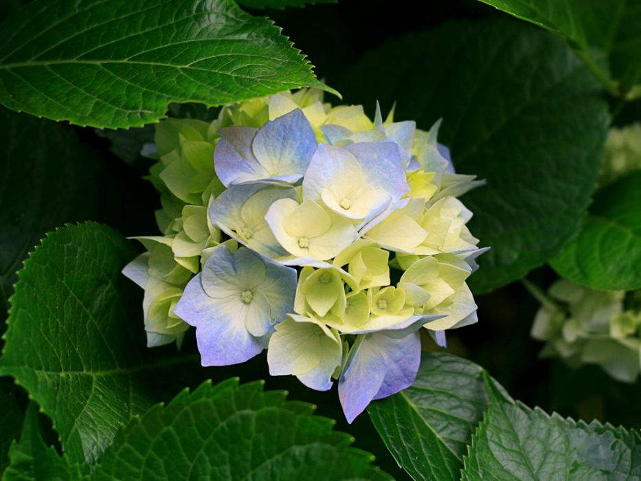 紅蓮優8號 紅蓮優8號