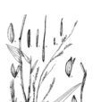 沼生菰 沼生菰