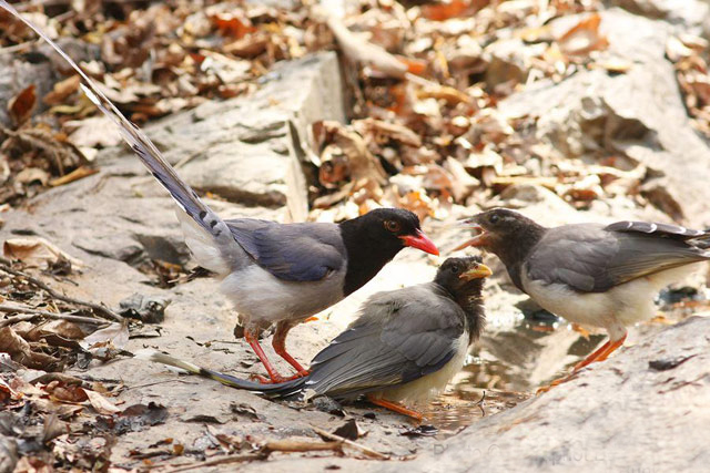 紅嘴藍鵲印度亞種