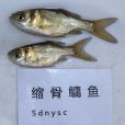 縮骨鱅魚(縮骨大頭魚) 縮骨鱅魚(縮骨大頭魚)