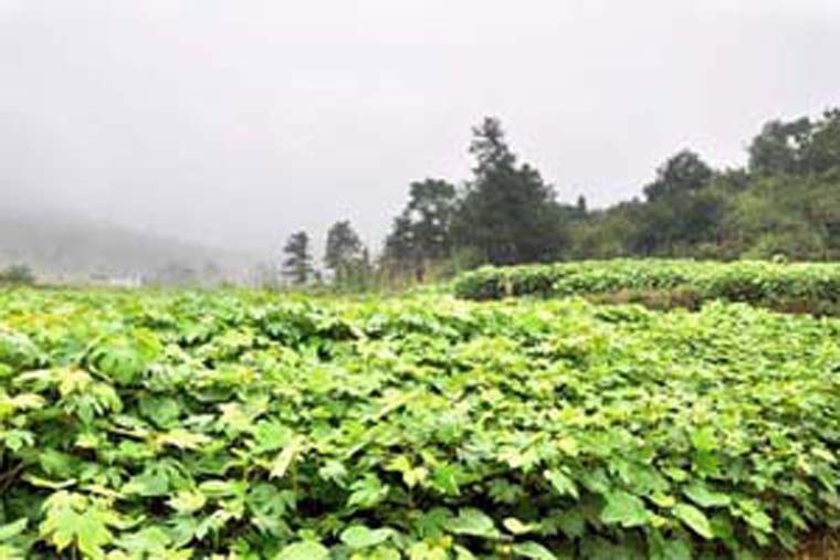 銅油2008 銅油2008