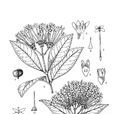 白花龍船花 白花龍船花