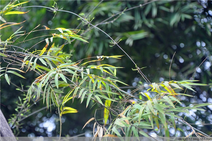 鐮序竹屬 鐮序竹屬