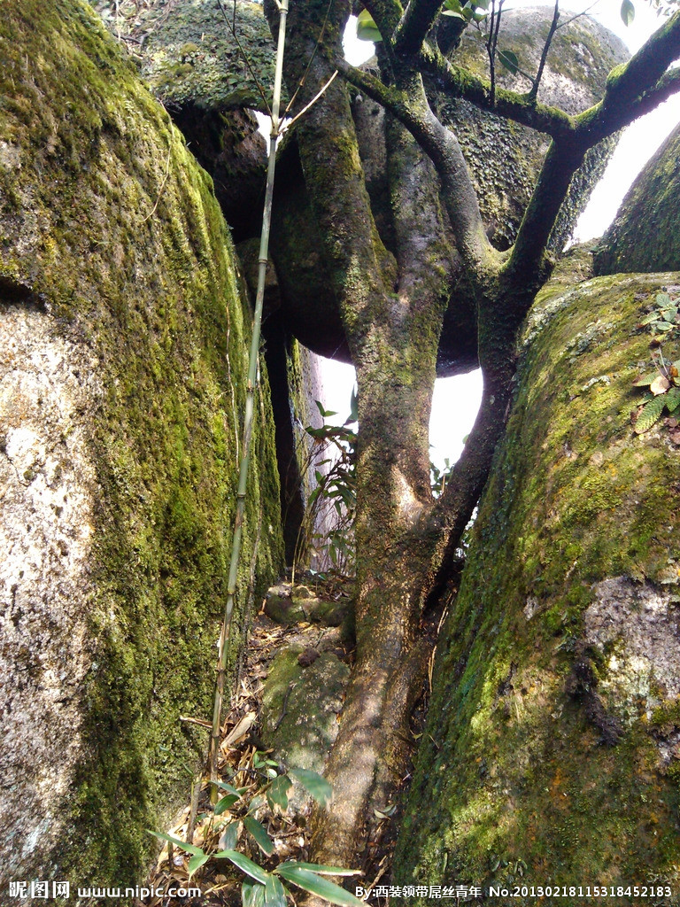 石樹