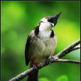 織布鳥科
