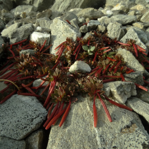 Epilobium tasmanicum