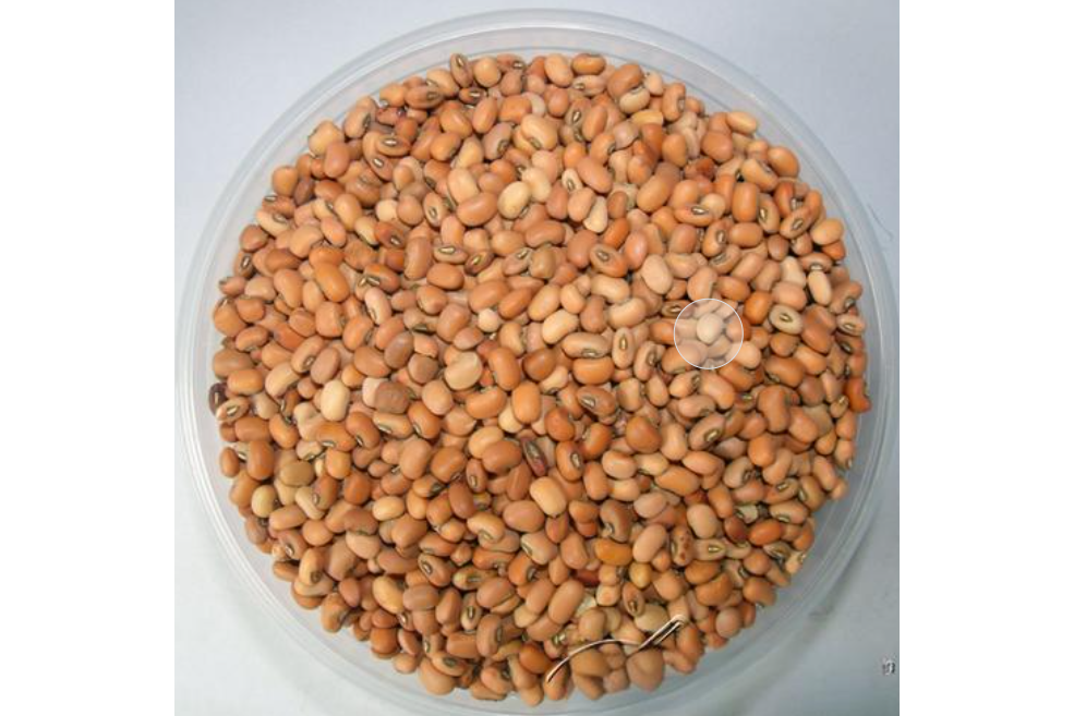 打米豆 打米豆
