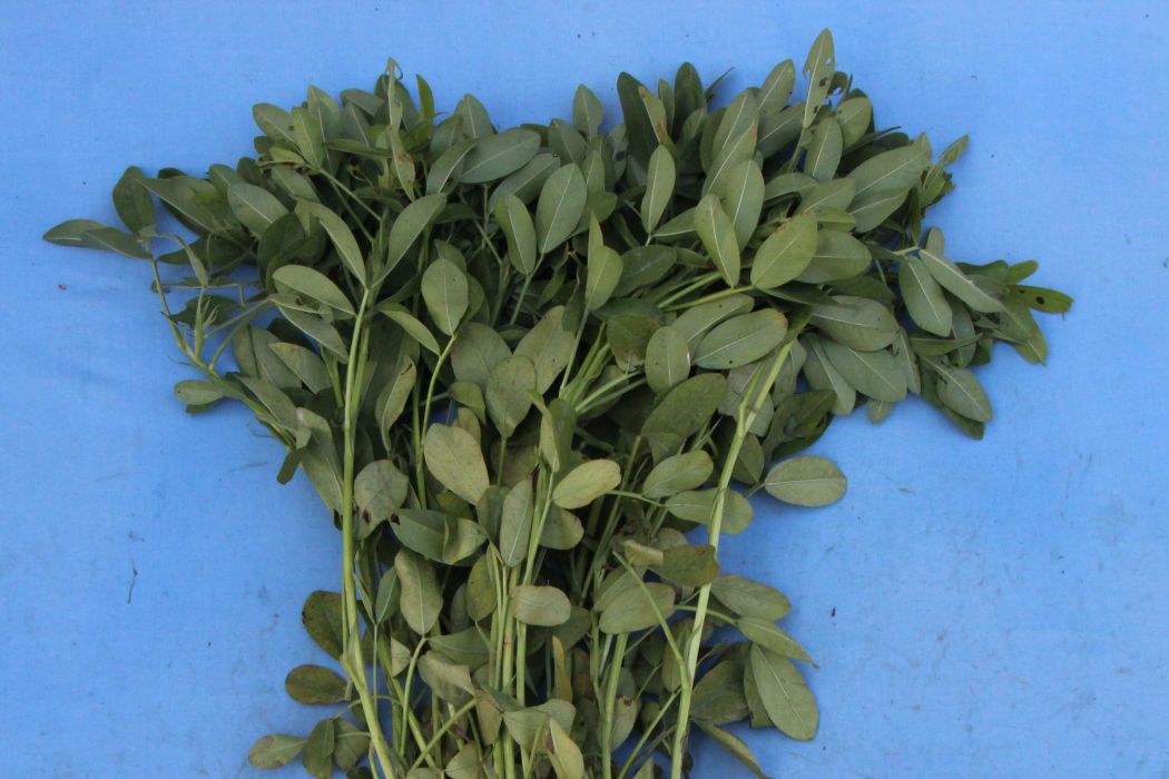 徐花19號 徐花19號