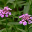 北香花芥 北香花芥
