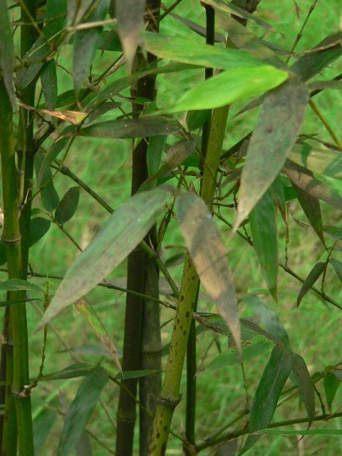 畫竹秘訣 畫竹秘訣