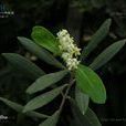木犀亞科 木犀亞科