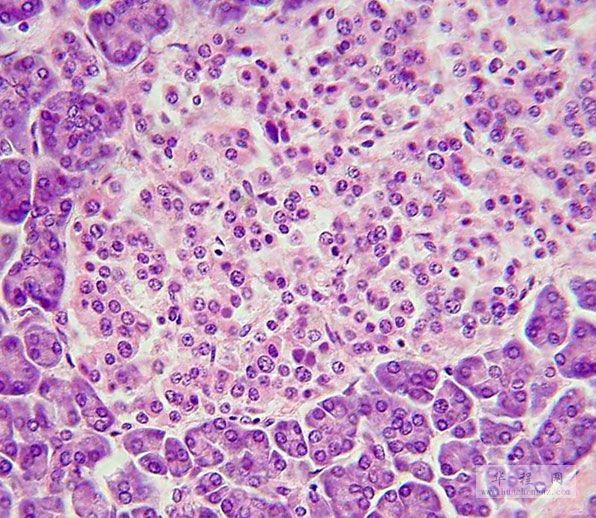 顯微鏡下的胰島 beta 細胞