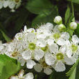 山楂花(薔薇科植物山楂的花) 山楂花(薔薇科植物山楂的花)