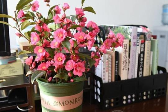 束花茶花 束花茶花