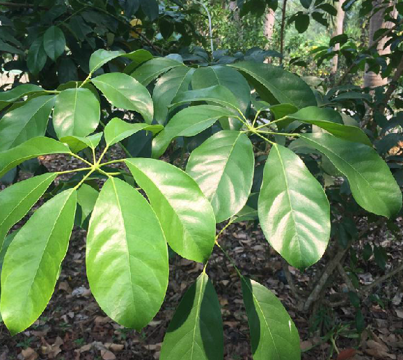 球序鵝掌柴(中藥) 球序鵝掌柴(中藥)
