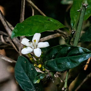 Mitriostigma axillare