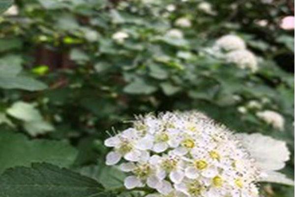 Physocarpus opulifolius Physocarpus opulifolius
