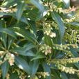 馬醉木(杜鵑花目杜鵑花科植物)