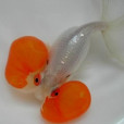 硃砂水泡 硃砂水泡