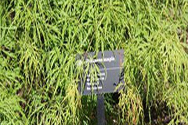 Acer palmatum var. dissectum \x27Waterfall\x27 Acer palmatum var. dissectum \x27Waterfall\x27