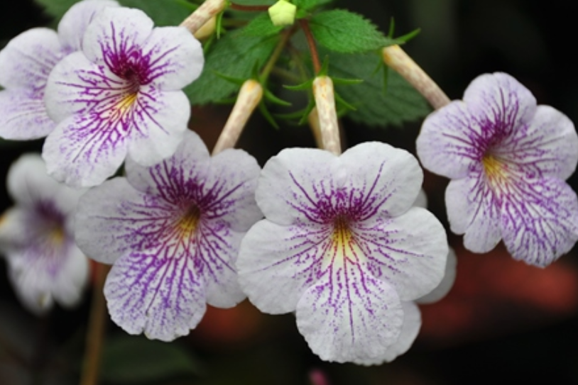長筒花屬 長筒花屬