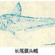 長尾鱈亞目 長尾鱈亞目