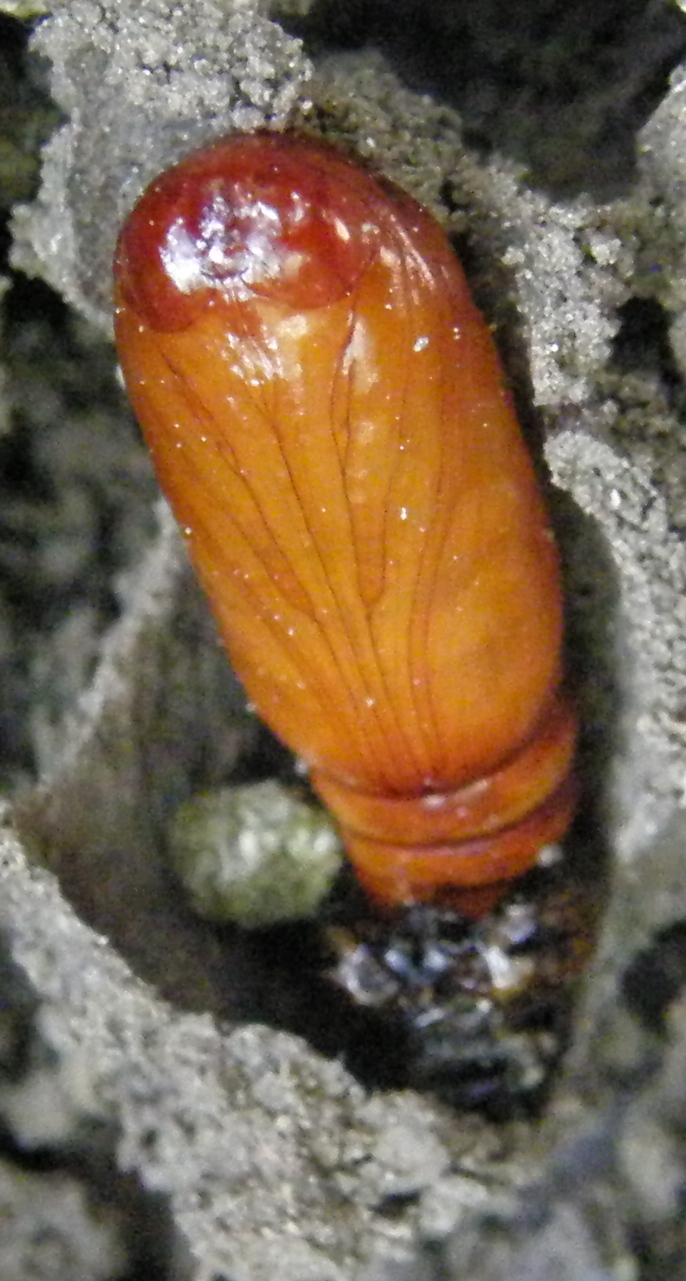 粘蟲蛹