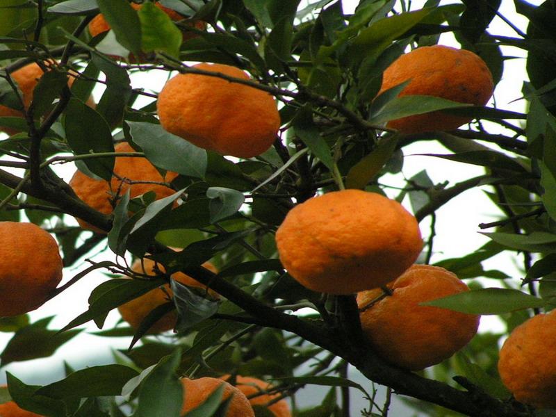 洛旺鄉經濟作物——柑桔