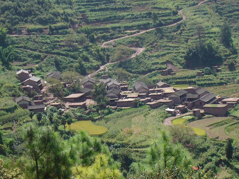 雙林樹村 雙林樹村
