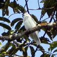 南美白傘鳥