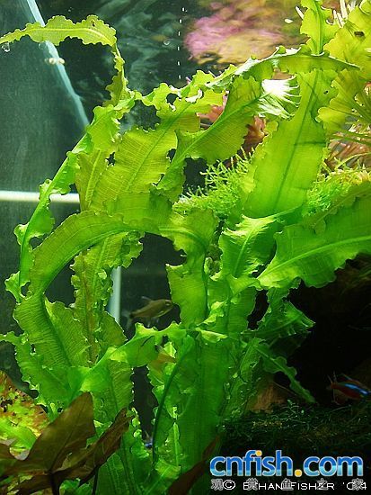 大浪草 大浪草
