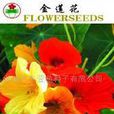 金連花 金連花
