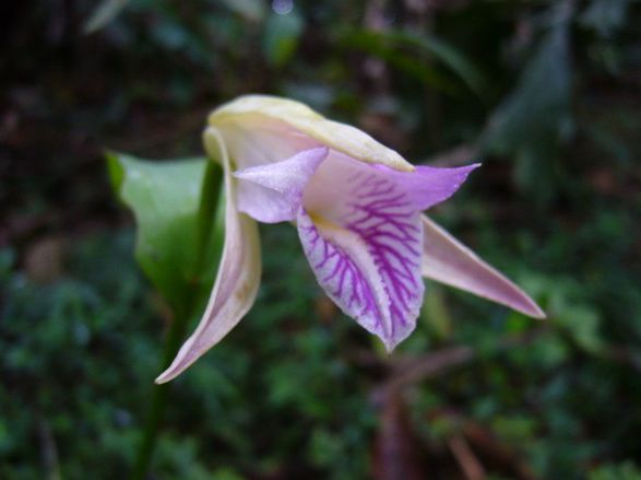 奇波納科雷蘭(Cleistes cipoana)