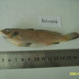條紋叫姑魚 條紋叫姑魚