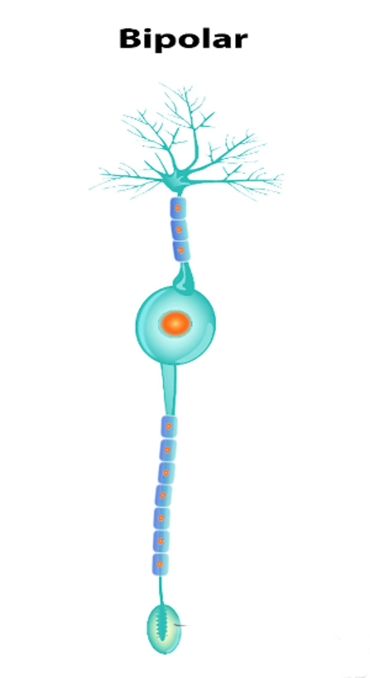 雙極神經元