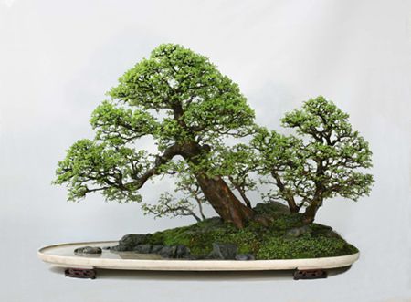 揚派盆景技藝 揚派盆景技藝